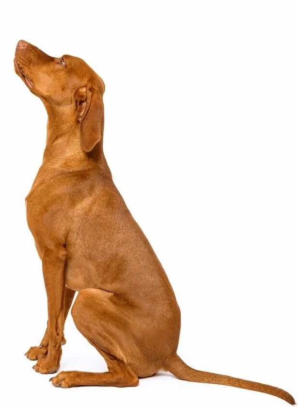 holy-left-banner-fguide